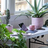 6 loại cây hợp trồng văn phòng nhất