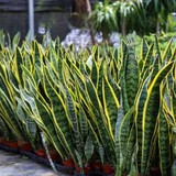 5 loại cây lọc không khí "gọi lộc" cho năm mới: Đơn giản nhưng hiệu quả rõ rệt