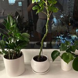 5 vị trí KHÔNG NÊN trồng cây trong nhà kẻo xui xẻo tìm đến, rước họa vào thân