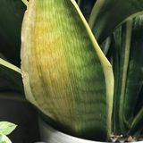 Việt Nam có loại cây được ví như "máy lọc khí độc": NASA khuyên trồng, không cần chăm kỹ, đặt đâu cũng hợp