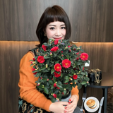 Tết 2026 chơi gì cho "độc"? Thử ngay chậu trà Hương Phi vừa có sắc, vừa có hương, lại mang phú quý vào nhà