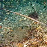 Loài cá có hình dạng độc nhất vô nhị ở Việt Nam, là món ngon được giới nhà giàu "săn lùng"