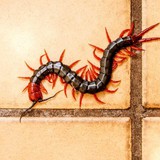 3 yếu tố - 5 hành động thu hút rết vào nhà: Rất nhiều người Việt mắc