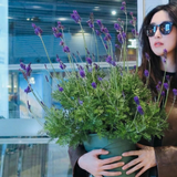 Loài hoa đáng trồng nhất ban công dịp cuối năm: Vừa thơm phòng, ngủ ngon lại âm thầm hút vận may, xả xui cực tốt