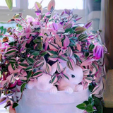 Loài cây "tranh sơn dầu" đang hot rần rần: Vừa rẻ vừa đẹp, đặt đâu sang đó, chưng Tết này là chuẩn bài!