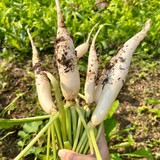 Top 5 loại rau củ an toàn bậc nhất trong mùa lạnh