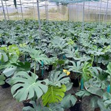 Độc lạ loài cây "lá rách thủng" giúp người nông dân đổi đời: Bán lá thu trăm triệu/năm