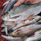 6 loại cá thịt mềm ngon, lại không chứa thủy ngân hại gan thận