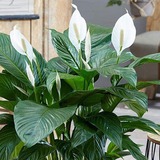 5 loại cây hút formaldehyde mạnh nhất, NASA khuyên trồng