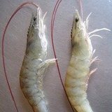 Mua tôm, cứ học thuộc mẹo này là biết tôm tươi hay tôm bơm hóa chất