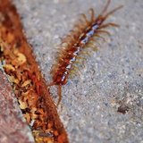 Rết rất thích ngôi nhà nào có 3 đặc điểm này: Tiếc là nhiều gia chủ Việt mắc