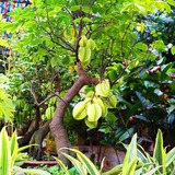 Trong sân mà có 3 cây này thì giữ cho kỹ, chặt đi là mất lộc ngay