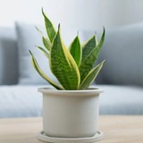 7 loại cây có khả năng hút khí độc, lọc sạch 85% không khí trong 24h, nên trồng ngay trong những ngày ô nhiễm nặng