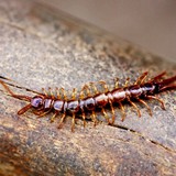 5 biện pháp đuổi rết hiệu quả nhất tại nhà