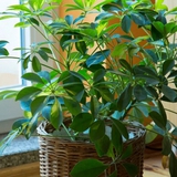 9 loại cây vừa đuổi muỗi hiệu quả, vừa hút tài lộc, sức khỏe gia chủ tốt lên thấy rõ: Nhà nào cũng nên trồng