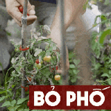 Bỏ phố về làng, cặp vợ chồng chỉ làm 3 ngày mỗi tuần, sống "một kiểu giàu có" nhiều người mơ ước