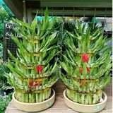 8 loài cây là "thần giữ của": Đặt trên bàn thờ, gia chủ làm ăn thuận lợi, tiền bạc dễ tụ