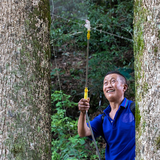 Thương gia mang hơn 900 tỷ đồng hỏi mua 3 cây gỗ trong vườn, lão nông dân đưa ra quyết định gây tranh cãi
