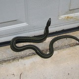 Rắn bò vào nhà, nên mừng hay nên lo?