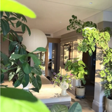 5 cây thu hút thịnh vượng, may mắn: Người giàu chuộng trồng, người nghèo chẳng để tâm