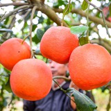 Thứ quả đỏ rực từng chỉ dành cho vua chúa nay được săn lùng trưng Tết với giá 2 triệu/quả