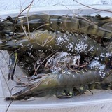 Tôm mua về ĐỪNG vội cho vào tủ lạnh: Thêm đúng 1 thứ này, tôm để lâu vẫn tươi như mới