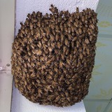 4 vật vào nhà là điềm báo chuyện tốt lành, đuổi đi dễ mất lộc như chơi