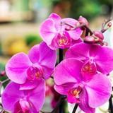 Hoa lan nở đẹp chưa từng thấy khi được tưới bằng 2 loại nước này: Cực dễ làm