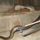 3 lý do khiến rắn bò vào nhà bạn