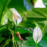 Cây lan ý "rất thích" được lau bộ phận này: Làm đúng thì cây xanh mướt, sinh trưởng mạnh mẽ