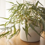 Muốn nhà lúc nào cũng thơm ngát, hãy trồng ngay 7 loại cây này