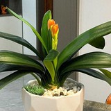 Bị vẻ đẹp đánh lừa, tôi đã trồng lan Clivia và gặp ngay 4 cú sốc khiến phải bỏ lập tức
