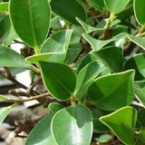 5 loại cây không nên trồng trong vườn nhà vào đầu năm mới