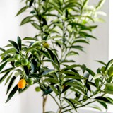 Mỹ giới thiệu 7 cây ăn quả trồng trong chậu rất hợp: Số 3 người Việt biết trồng từ lâu