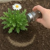 Rắc thứ này ra vườn, sâu hại không dám bén mảng, cây cối xanh tươi bất ngờ