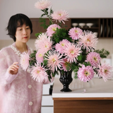 Đừng mải mê lan hồ điệp, cúc "khổng lồ" mới là chân ái: Bí kíp chăm cúc nở bừng, đẹp quên lối về Tết này