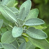 7 loại cây nên trồng trong vườn nhà để có một năm sung túc và may mắn