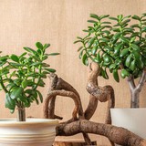 8 loại cây "rước" tài lộc, may mắn đến nhà vào năm 2026