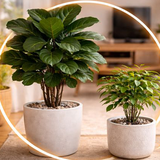 Ông bà dặn: Cây này tuyệt đối không đặt giữa nhà, nhiều người vẫn vô tư trồng rồi than "tiền vào bao nhiêu cũng trôi"