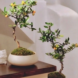 Trend chơi quất dành cho nhà nhỏ - hội chị em nhất định phải update để đón Tết