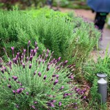 4 loại cây cần ít công chăm sóc nhất: Một khi đã bén rễ thì chẳng thèm “phiền” bạn