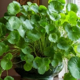 Không phải kim tiền, đây mới là 4 loại cây mà người giàu thích mê: Càng trồng càng may mắn, đẹp sang hơn cả hoa