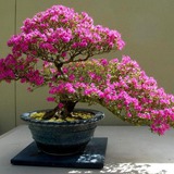 Chơi hoa này NHỚ "3 thêm - 1 bớt", đảm bảo hoa nở rợp trời, đẹp xé toạc thị giác