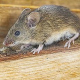 3 loại cây đuổi chuột khỏi nhà cực hiệu quả