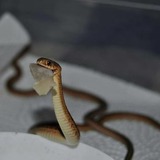 4 vị trí trong nhà dễ "dẫn lối" cho rắn bò vào