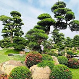 3 loại cây là "báu vật", trồng trong vườn giúp trấn trạch, giữ nhà qua nhiều thế hệ