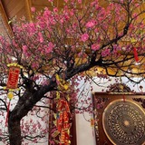 Tết Ngựa 2026: 3 cây nên đặt trong nhà để vạn sự hanh thông, tài lộc không cầu mà tự đắc