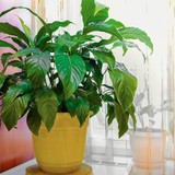 Cây lan ý "rất thích" được đặt ở vị trí này: Làm đúng thì hoa bung nở trắng muốt