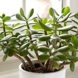 3 loại cây 'giữ của', 'hút' tài lộc nên trồng trong năm Bính Ngọ