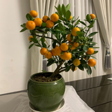 5 loại cây hút sạch độc tố, mời gọi tài lộc: Chưng trong nhà cực tốt